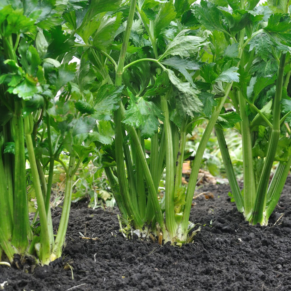 How to Grow Celery