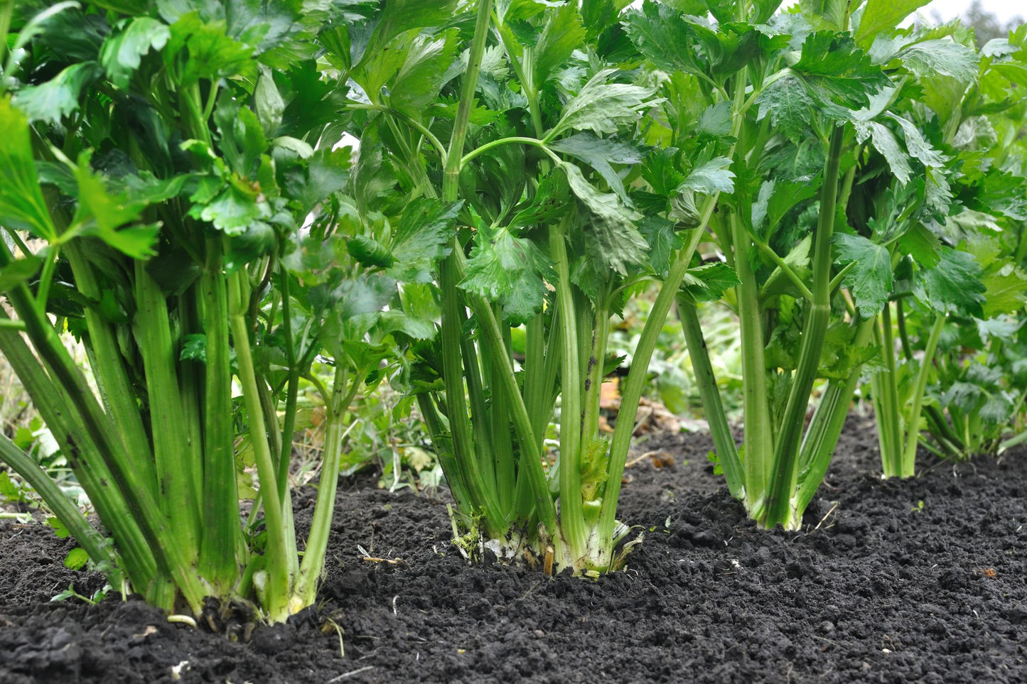 How to Grow Celery