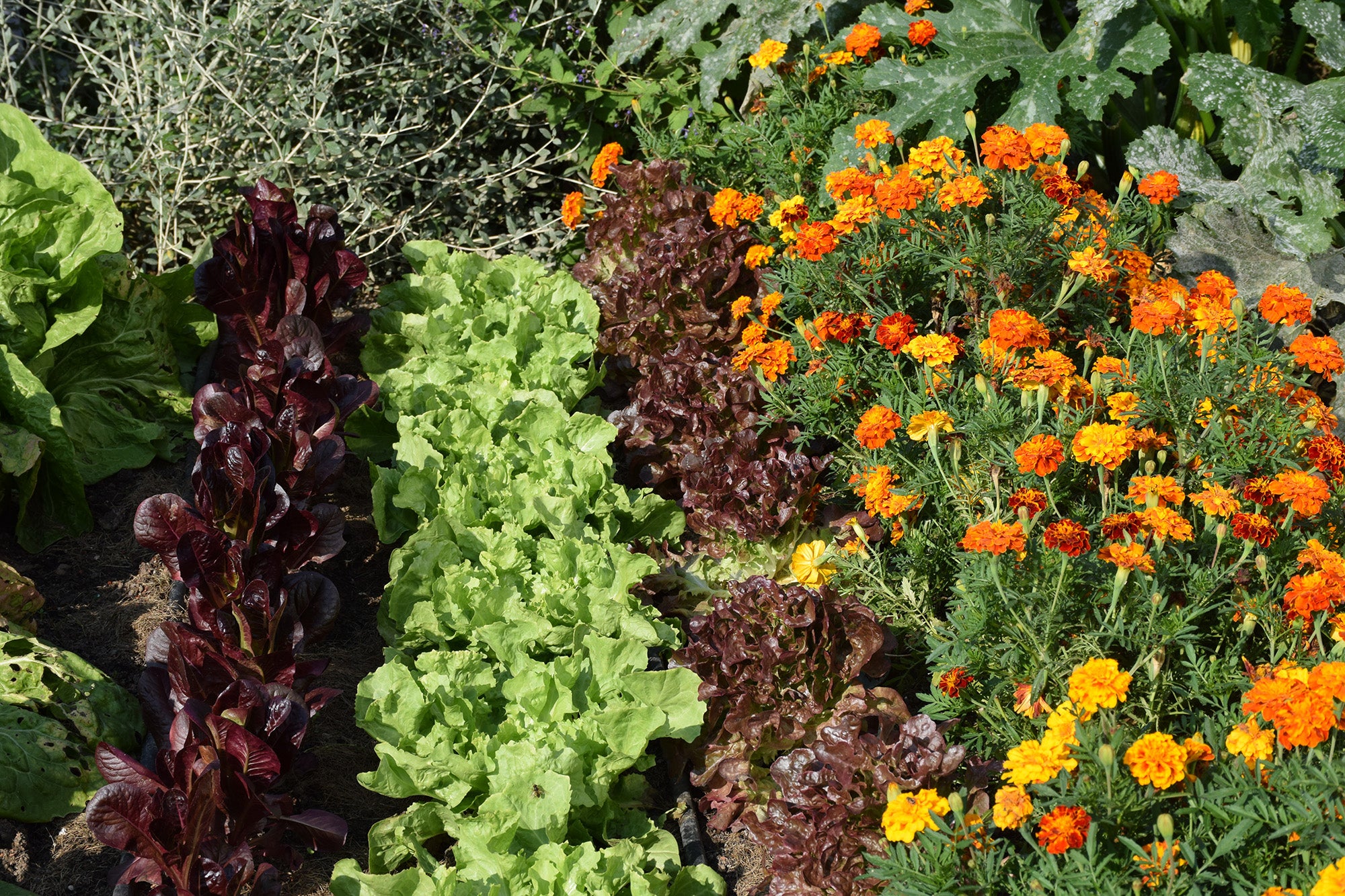 The Importance of Companion Planting