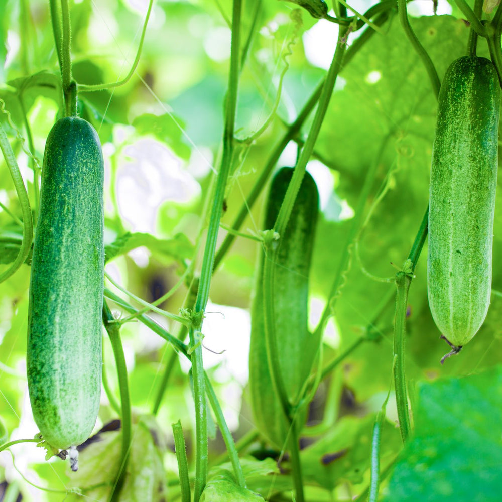 How to Grow Cucumbers