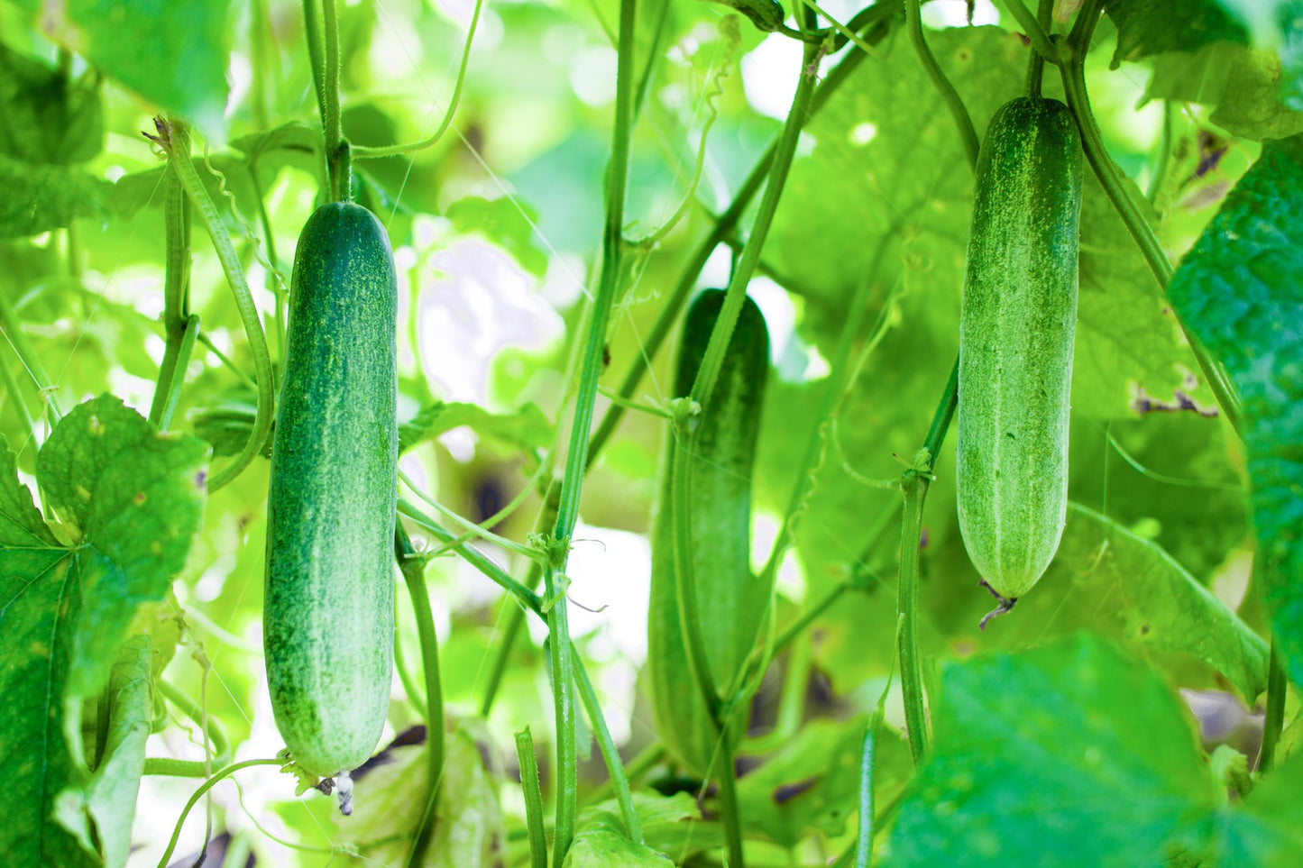 How to Grow Cucumbers