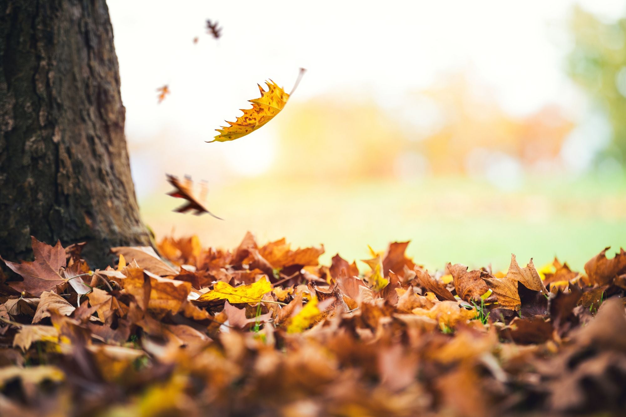 Preparing Deciduous Plants for Winter