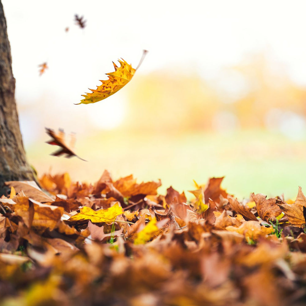 Preparing Deciduous Plants for Winter