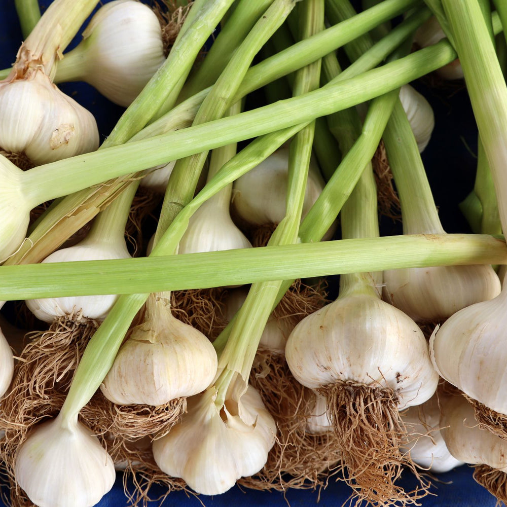 How to Grow Garlic