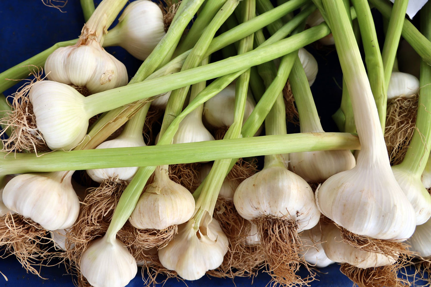 How to Grow Garlic