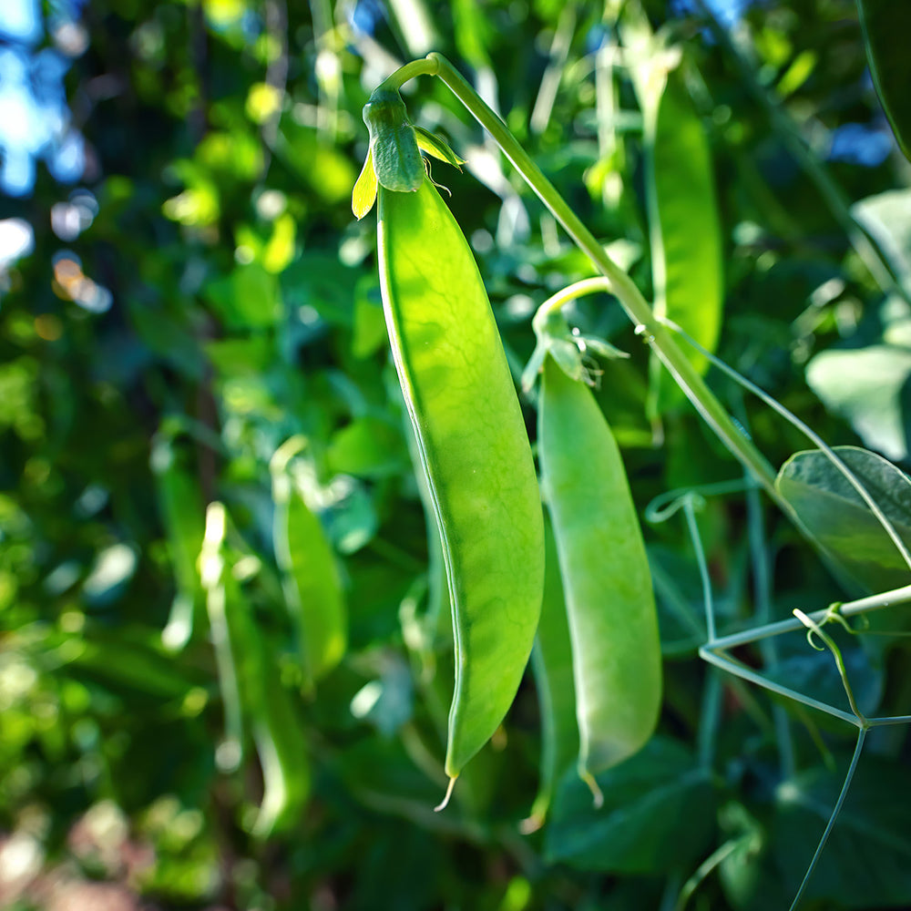 How to Grow Beans