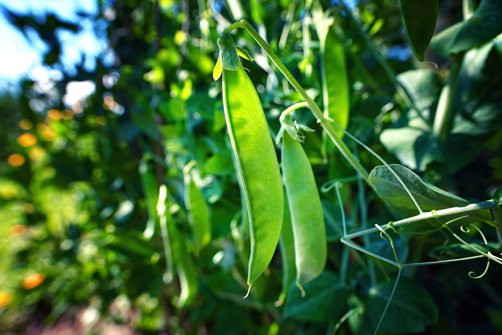 How to Grow Beans