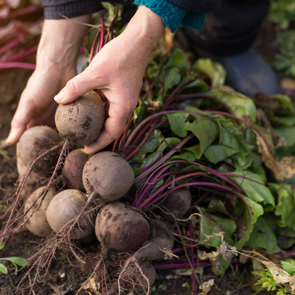 How to Grow Beetroot