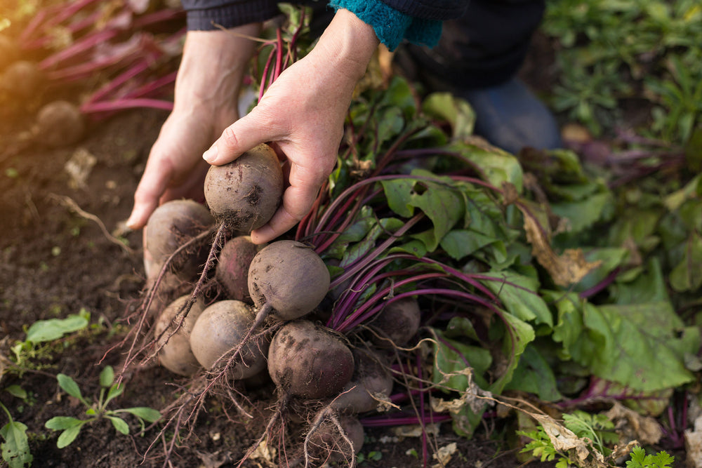 How to Grow Beetroot