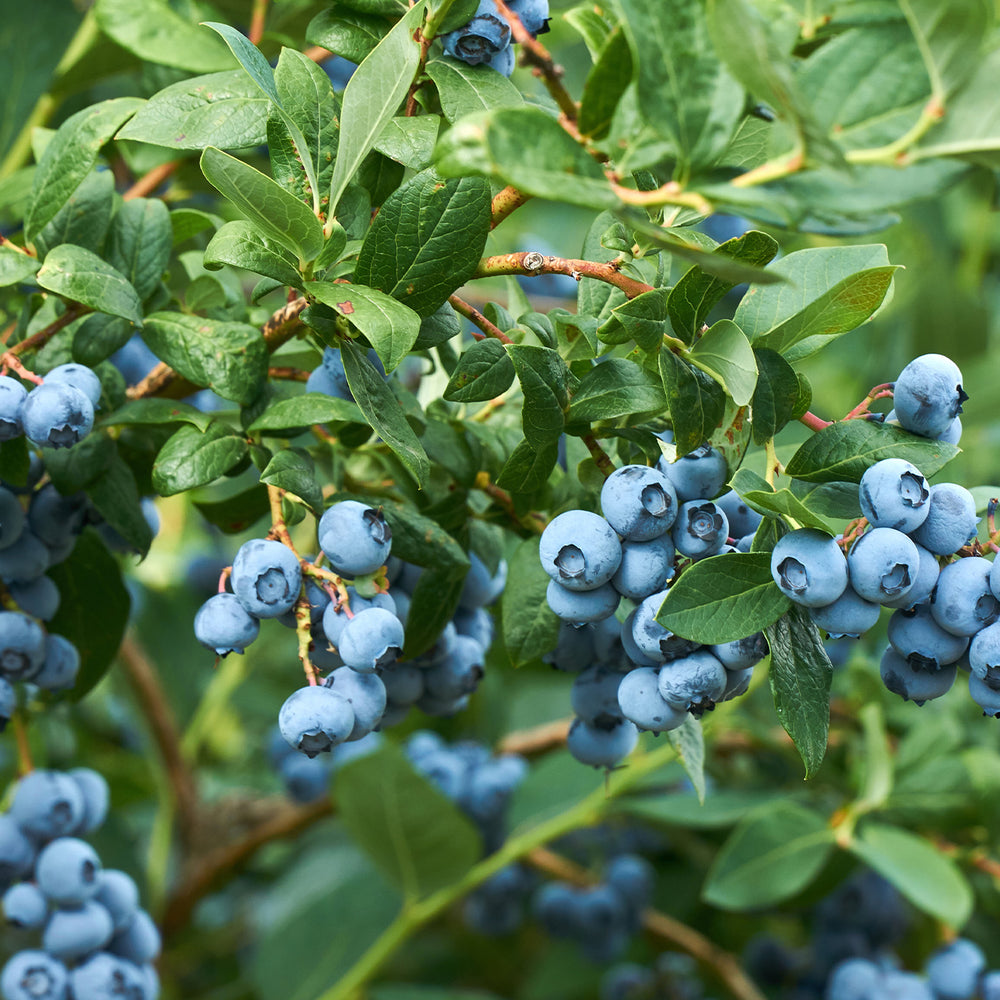 How to Grow Blueberries