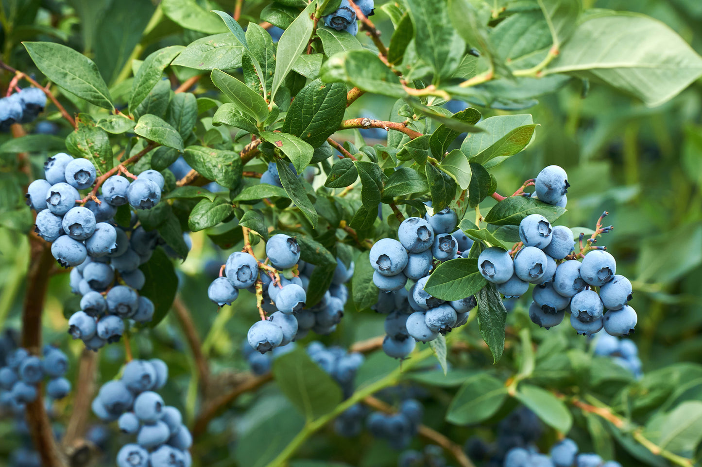 How to Grow Blueberries