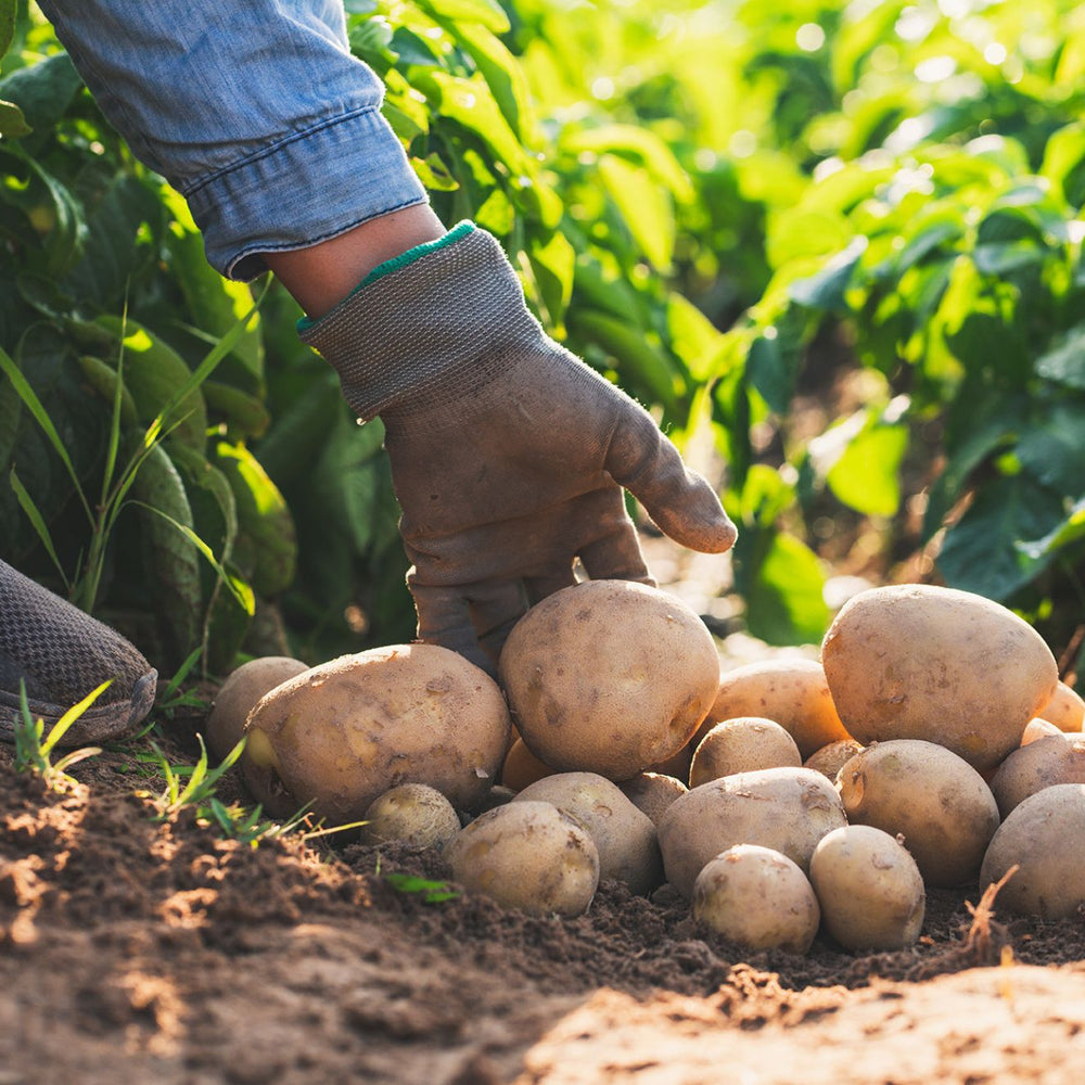 How To Grow Potatoes