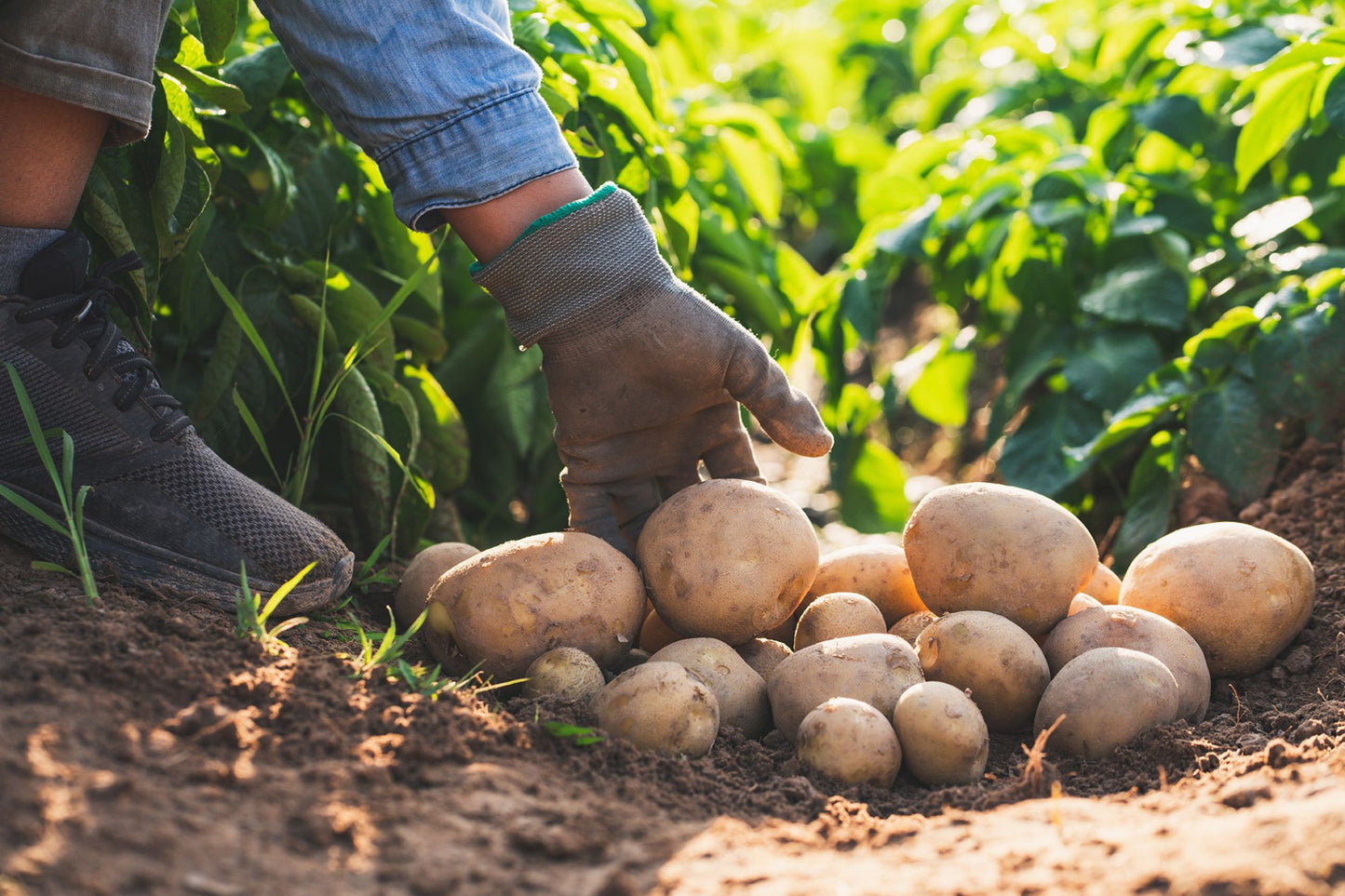 How To Grow Potatoes