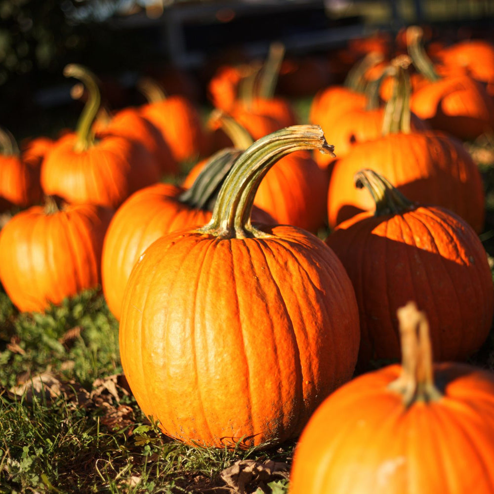 How To Grow Pumpkin