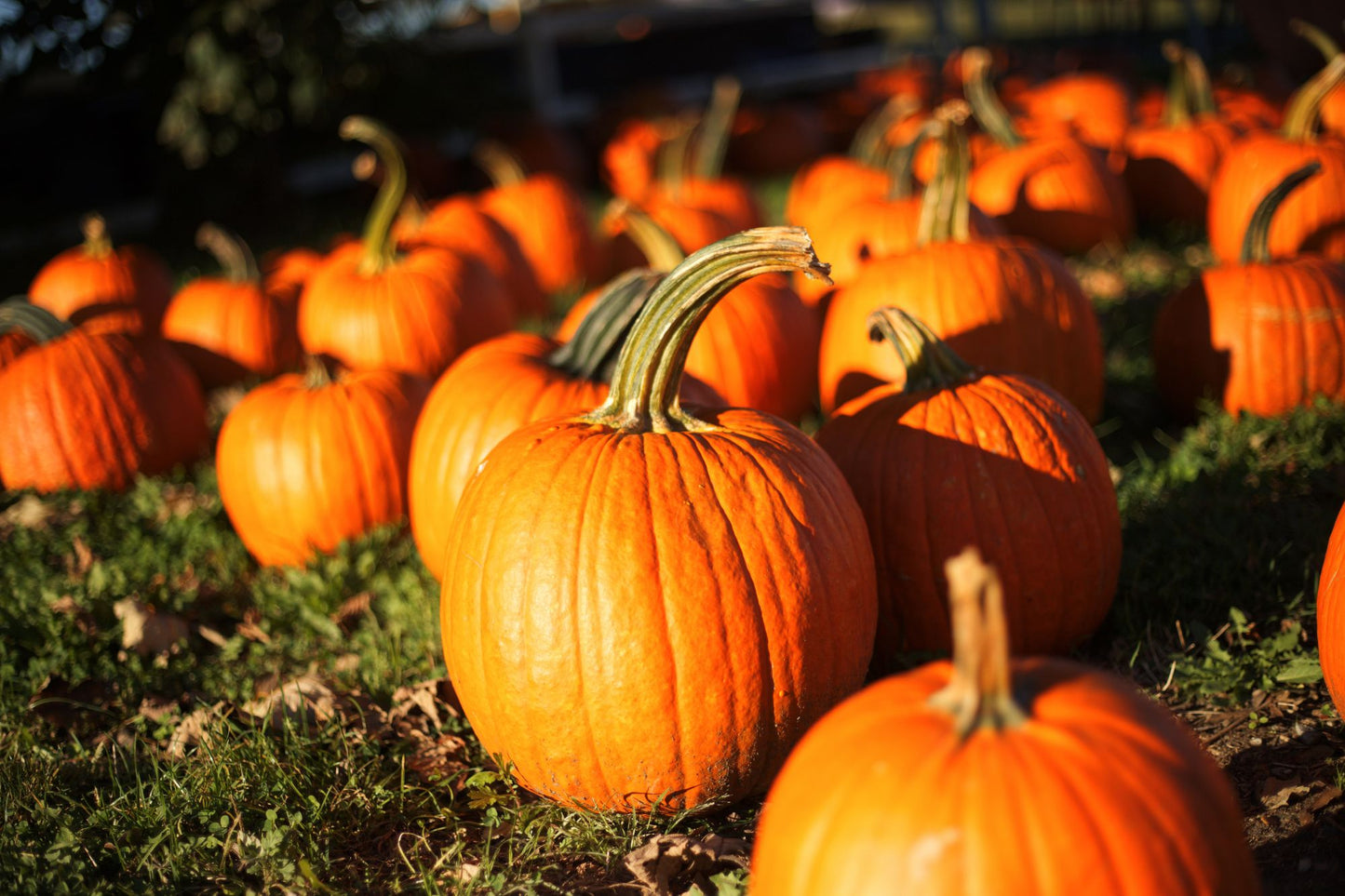 How To Grow Pumpkin