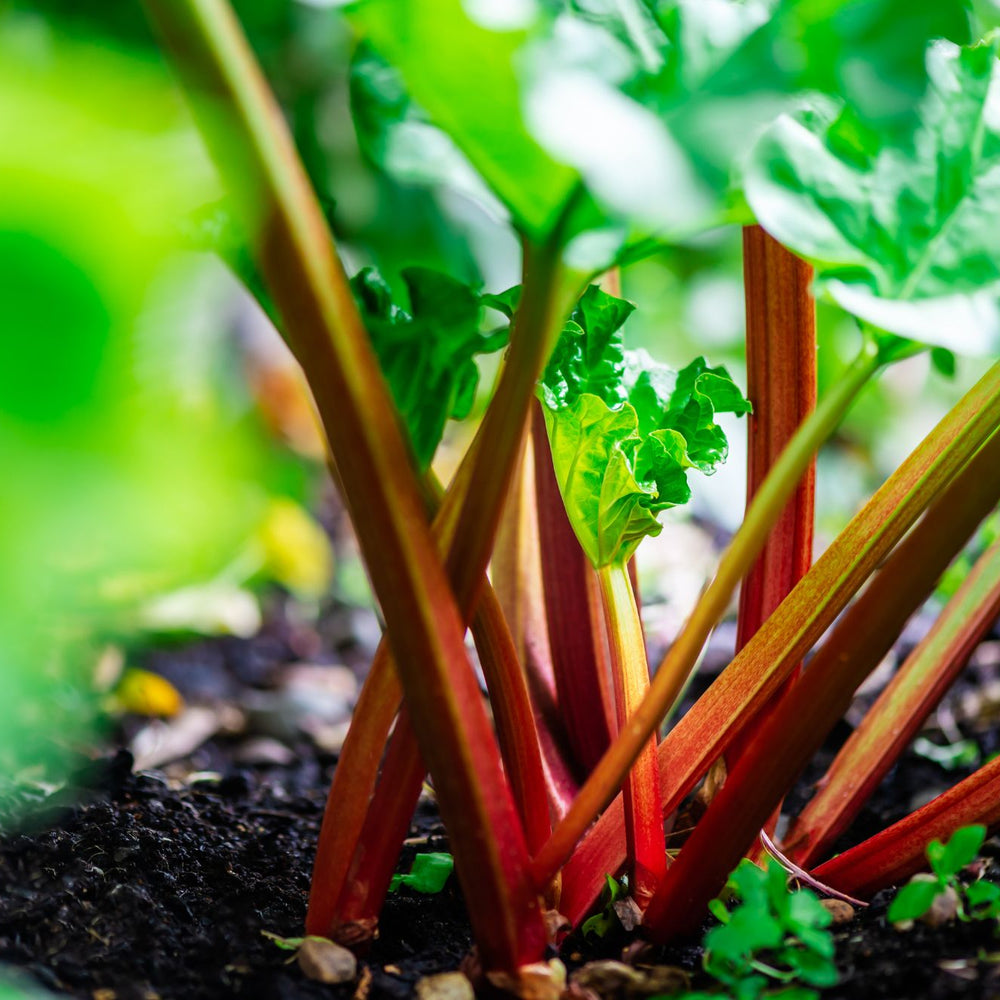 How To Grow Rhubarb