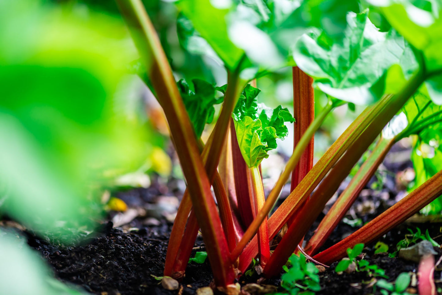 How To Grow Rhubarb