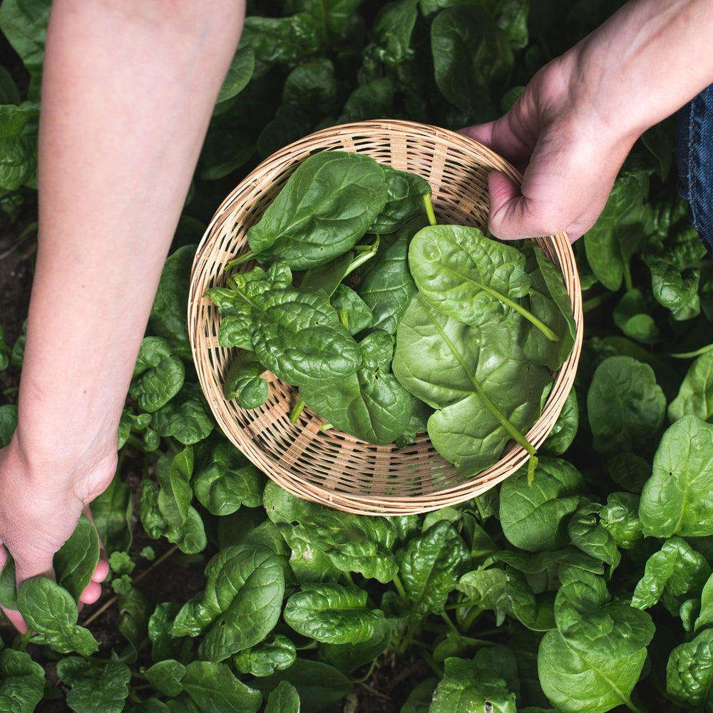 How To Grow Spinach