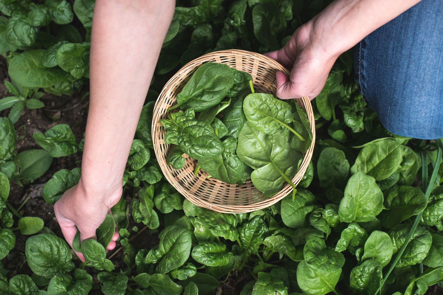 How To Grow Spinach