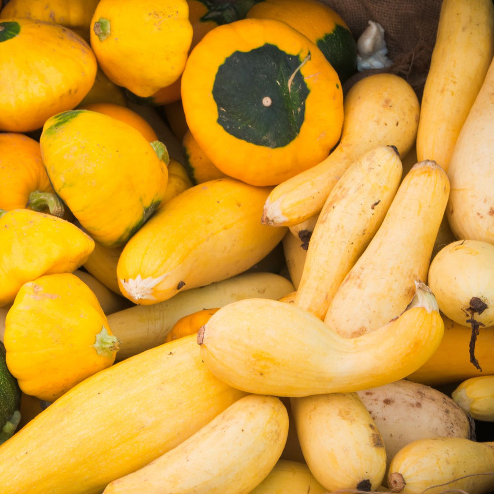 How To Grow Squash