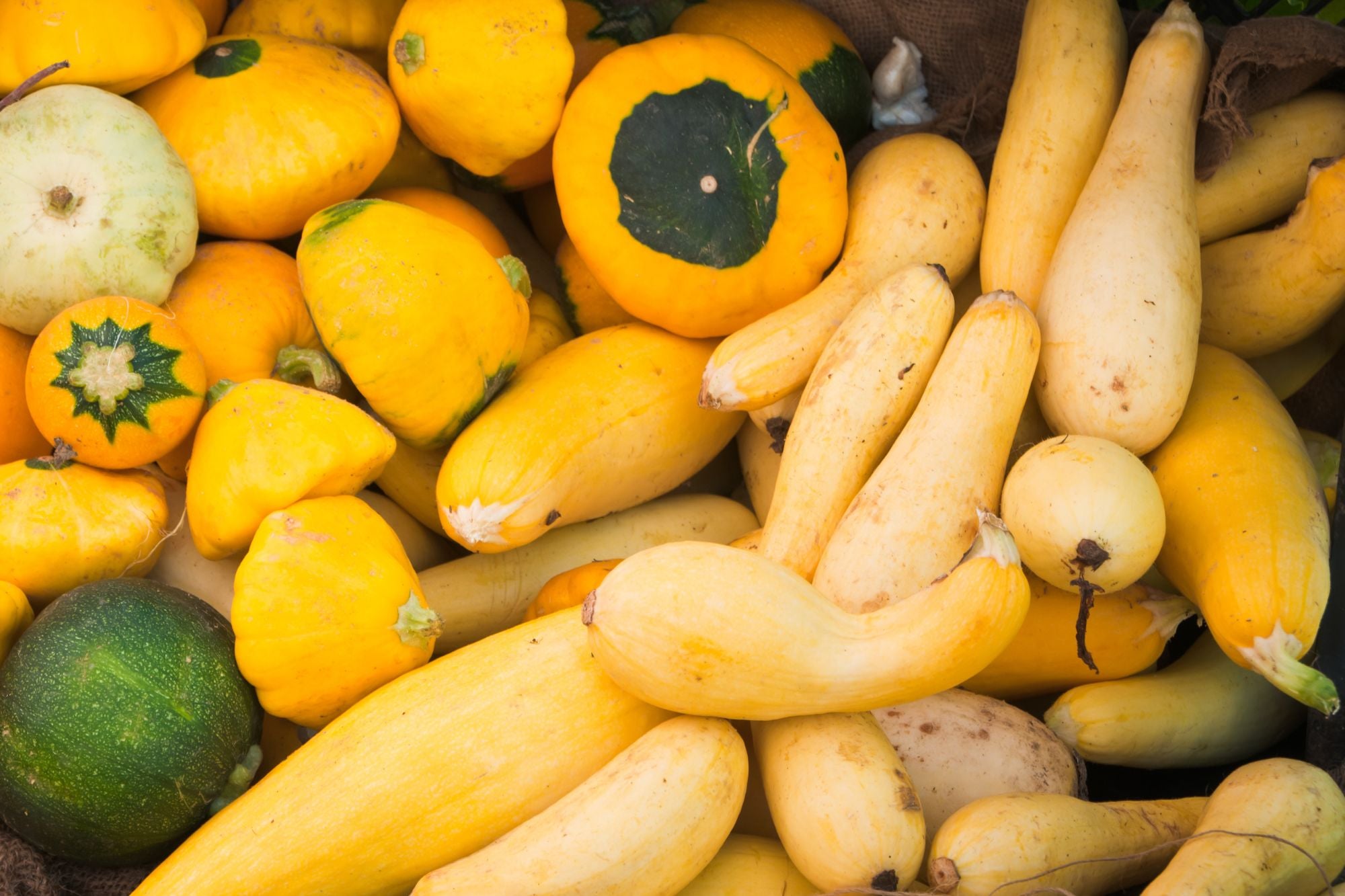 How To Grow Squash
