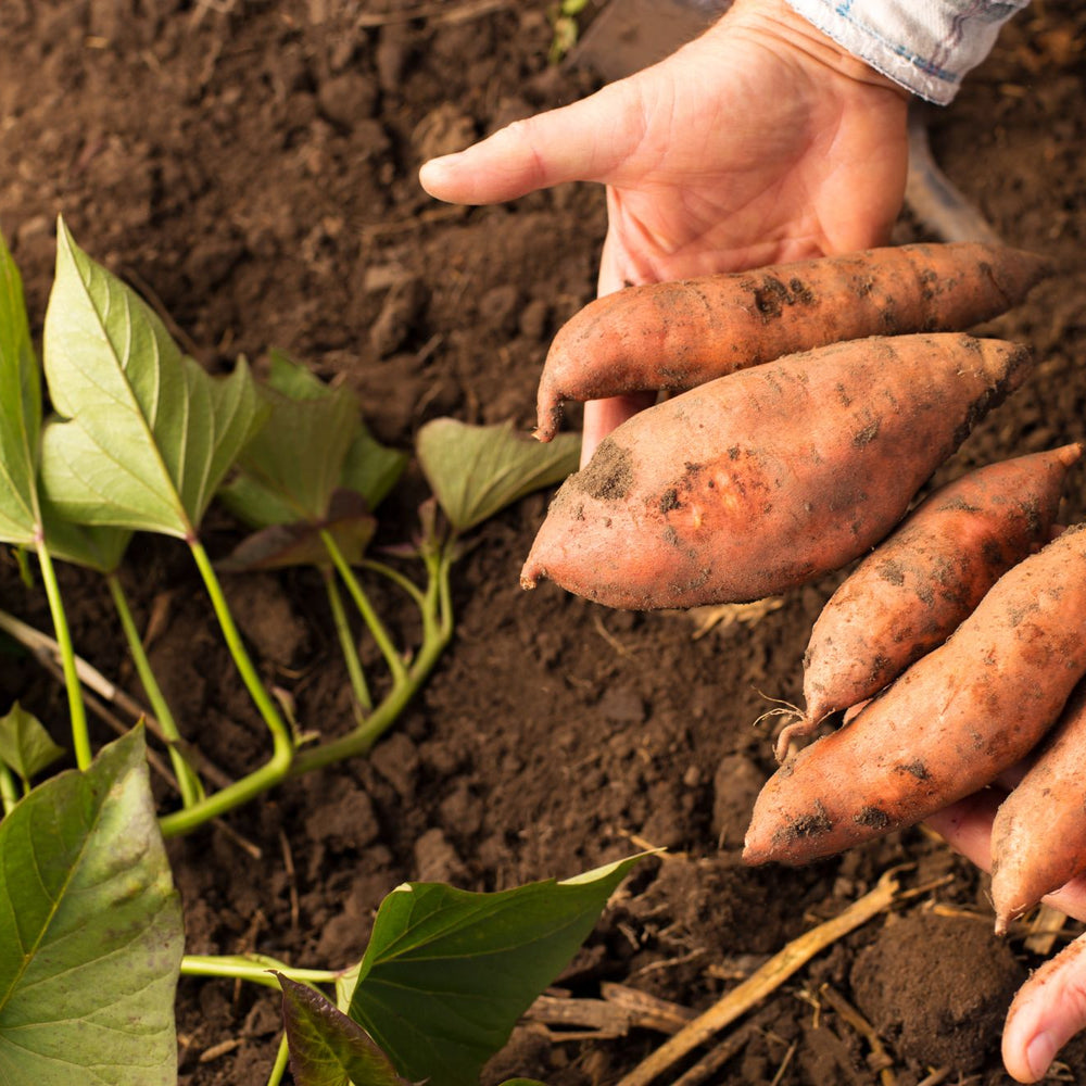 How To Grow Sweet Potatoes