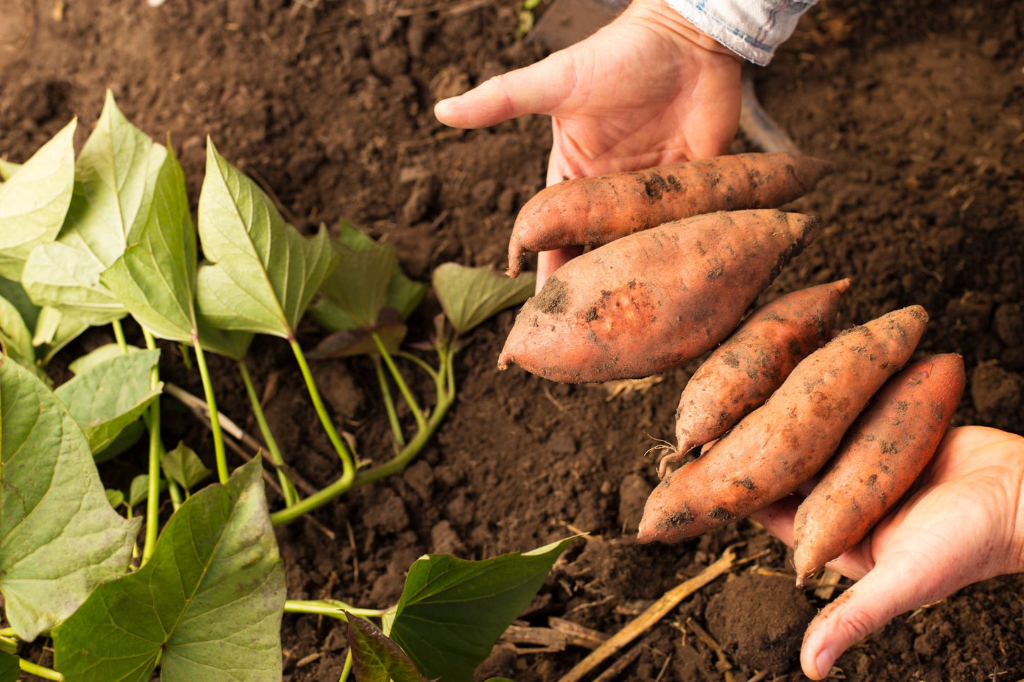 How To Grow Sweet Potatoes