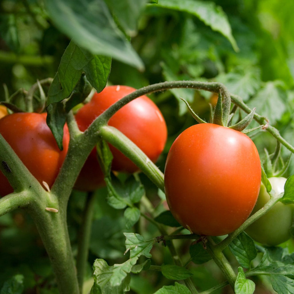 How To Grow Tomatoes