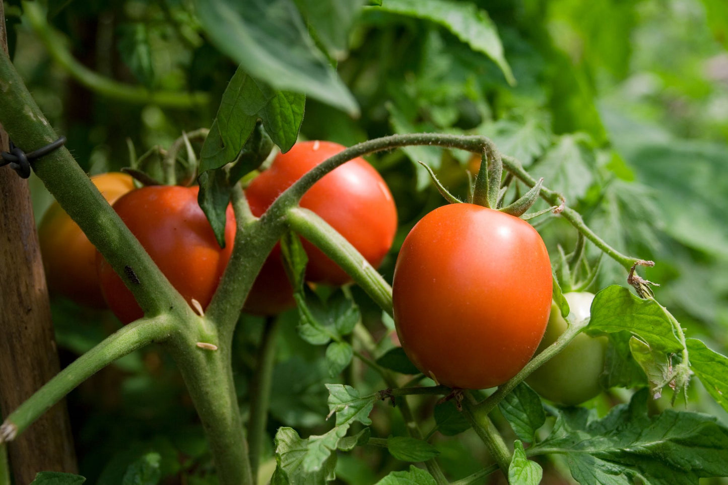 How To Grow Tomatoes