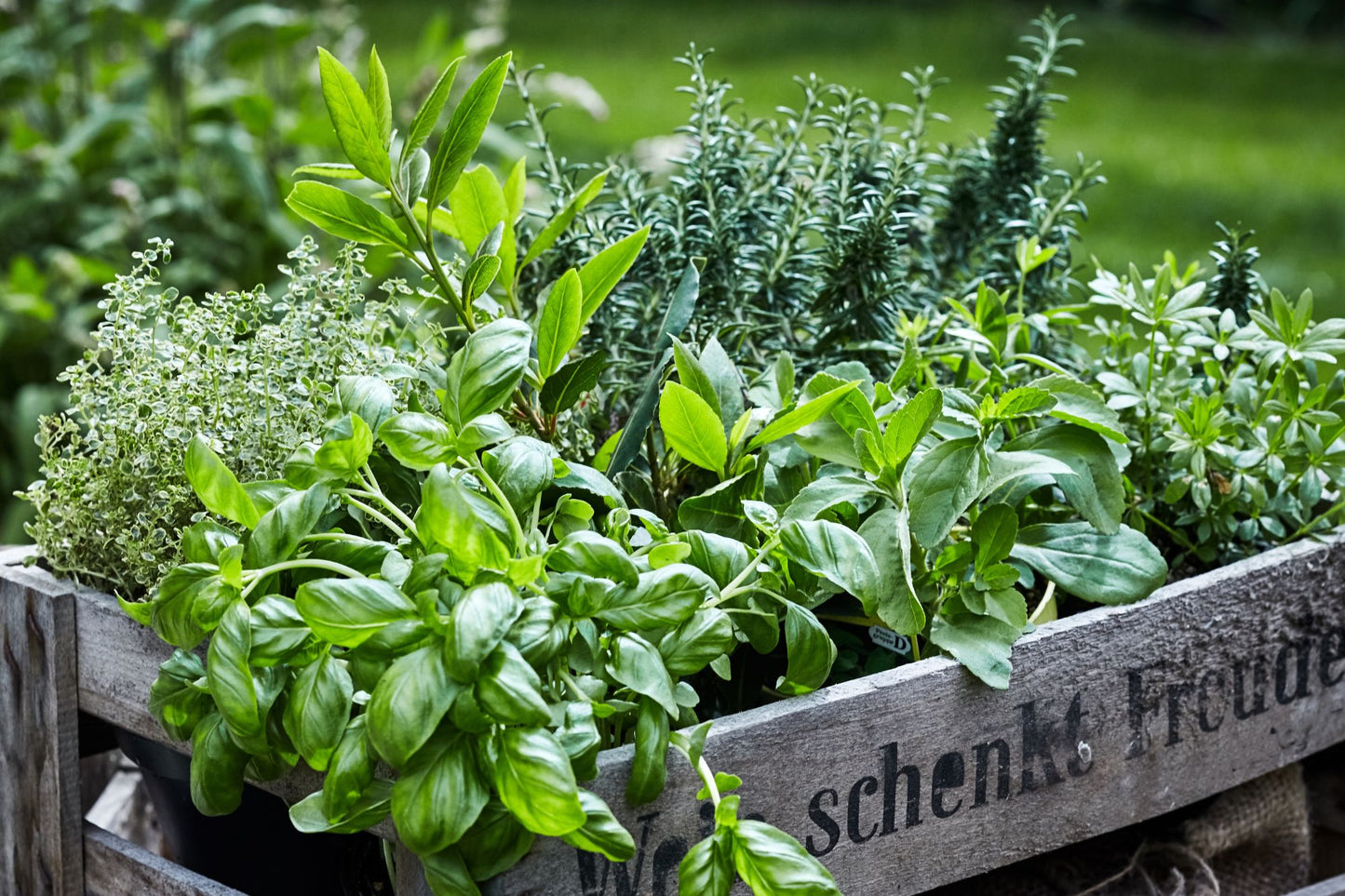 How to Grow Herbs