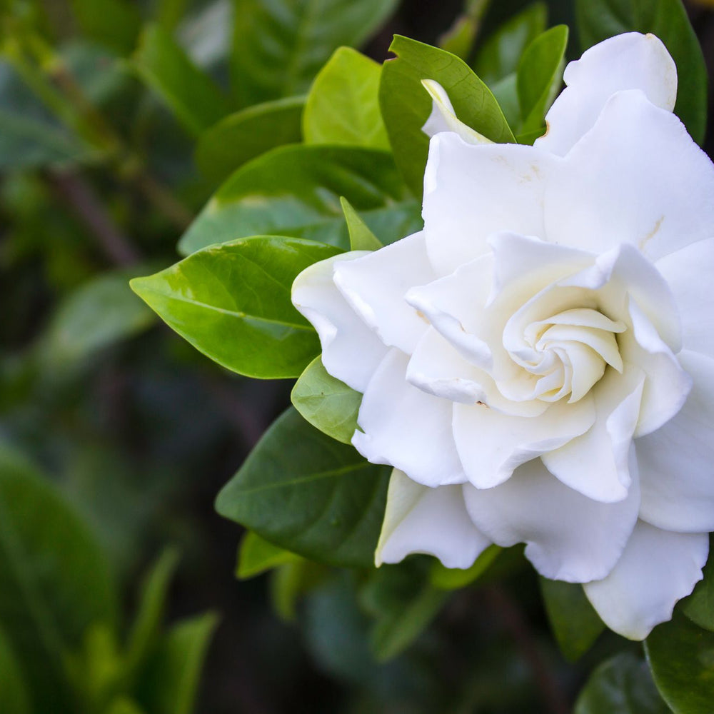 How to Grow Gardenias