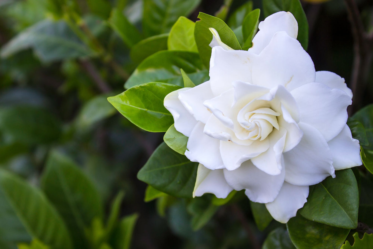 How to Grow Gardenias