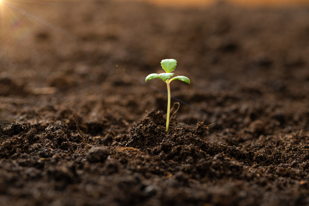 How to Plant a Seedling