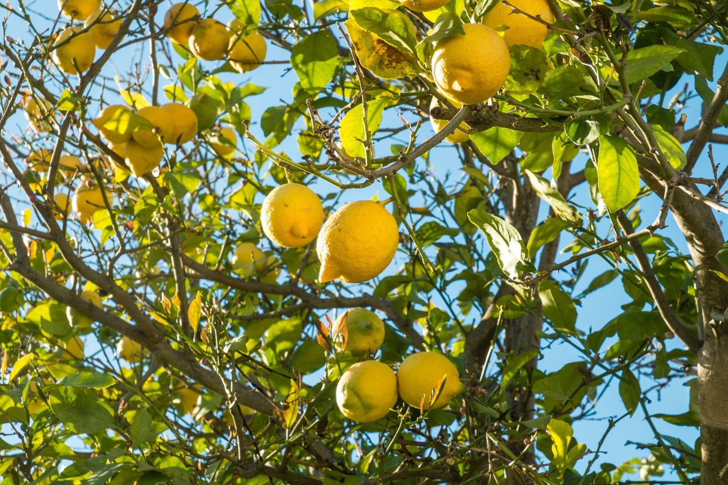 How to Grow Lemons