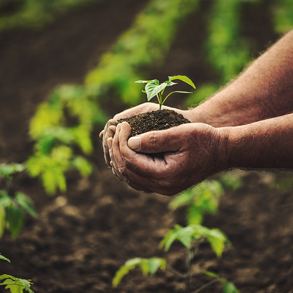 Carbon Sequestration for a Healthy Planet and Soils