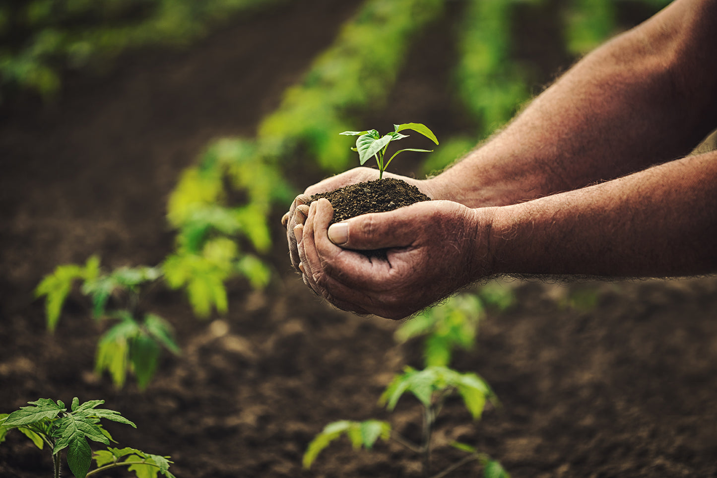 Carbon Sequestration for a Healthy Planet and Soils