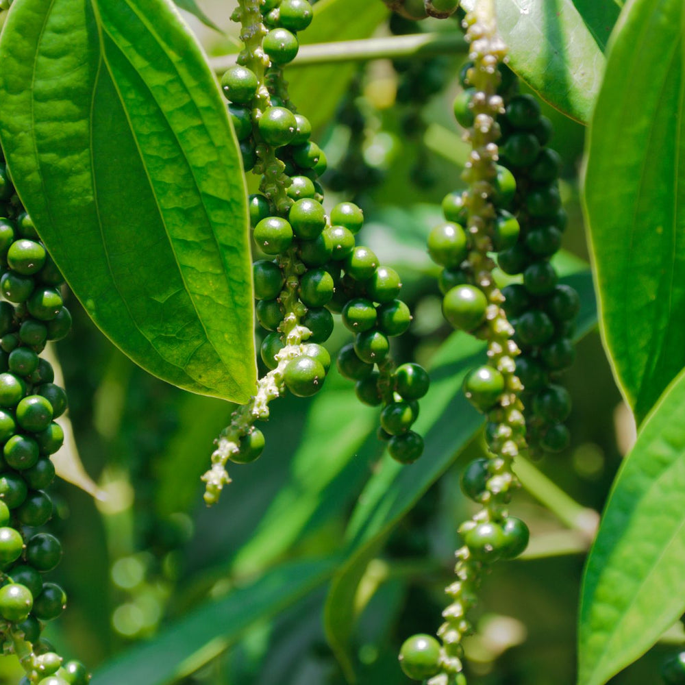 How to Grow Black Peppers