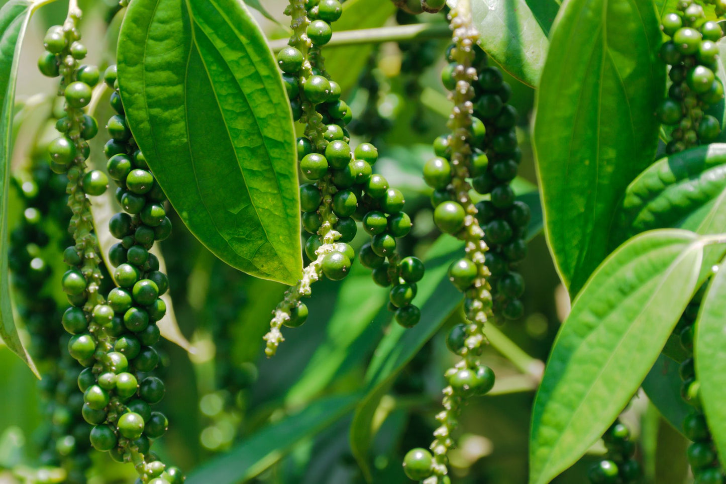 How to Grow Black Peppers