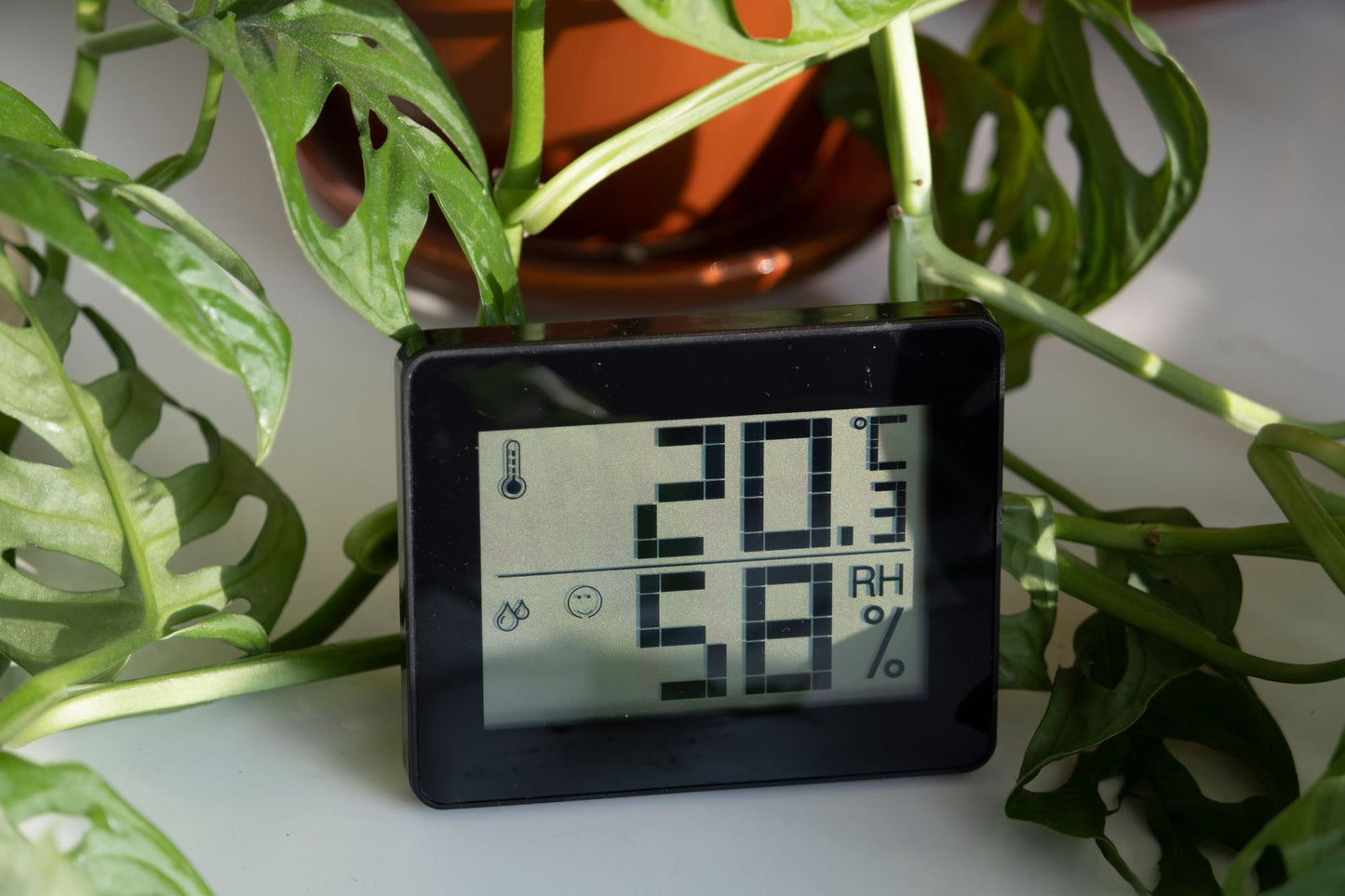 Humidity and Your Plants