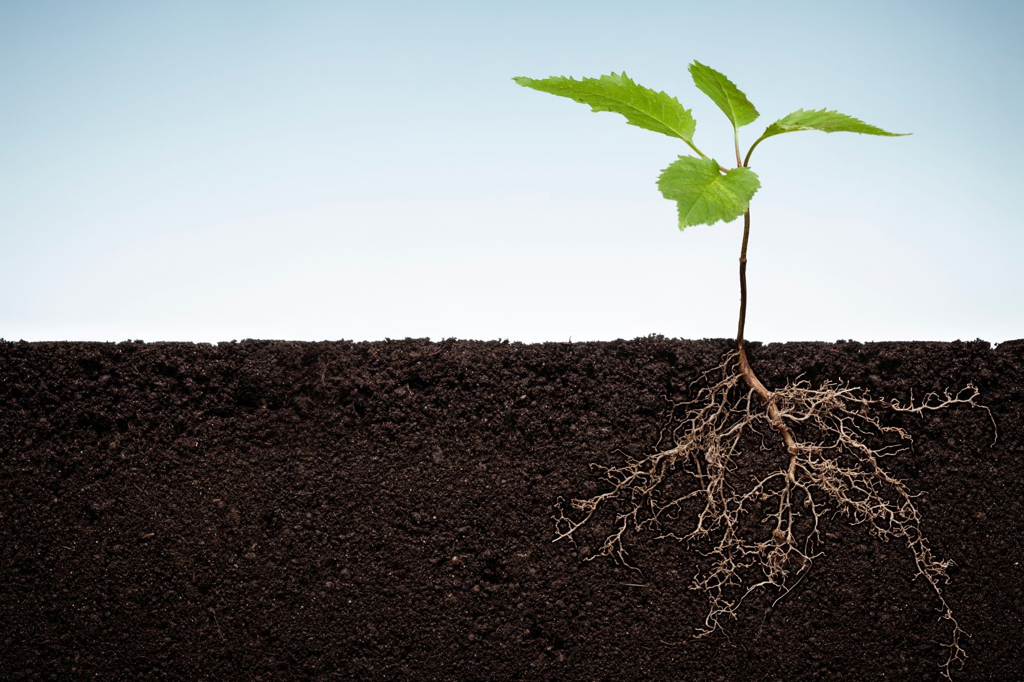 How Plants Improve Soil Health