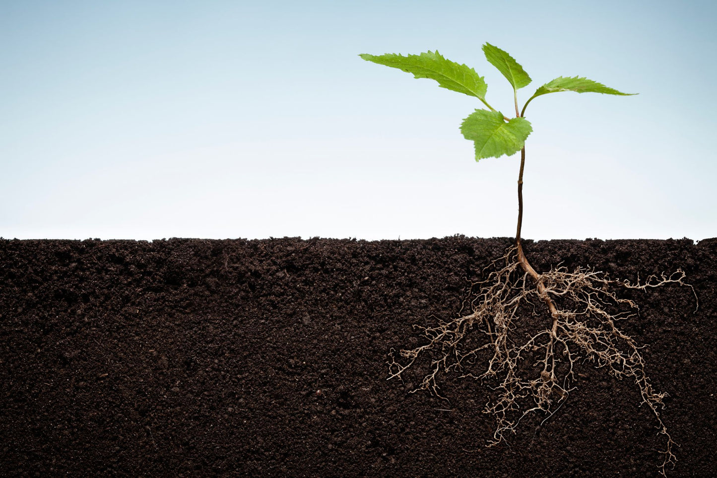 How Plants Improve Soil Health