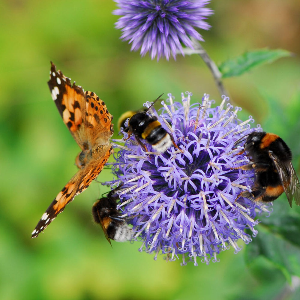 Flavonoids: Nature's Secret to a Pollinator-Friendly Garden