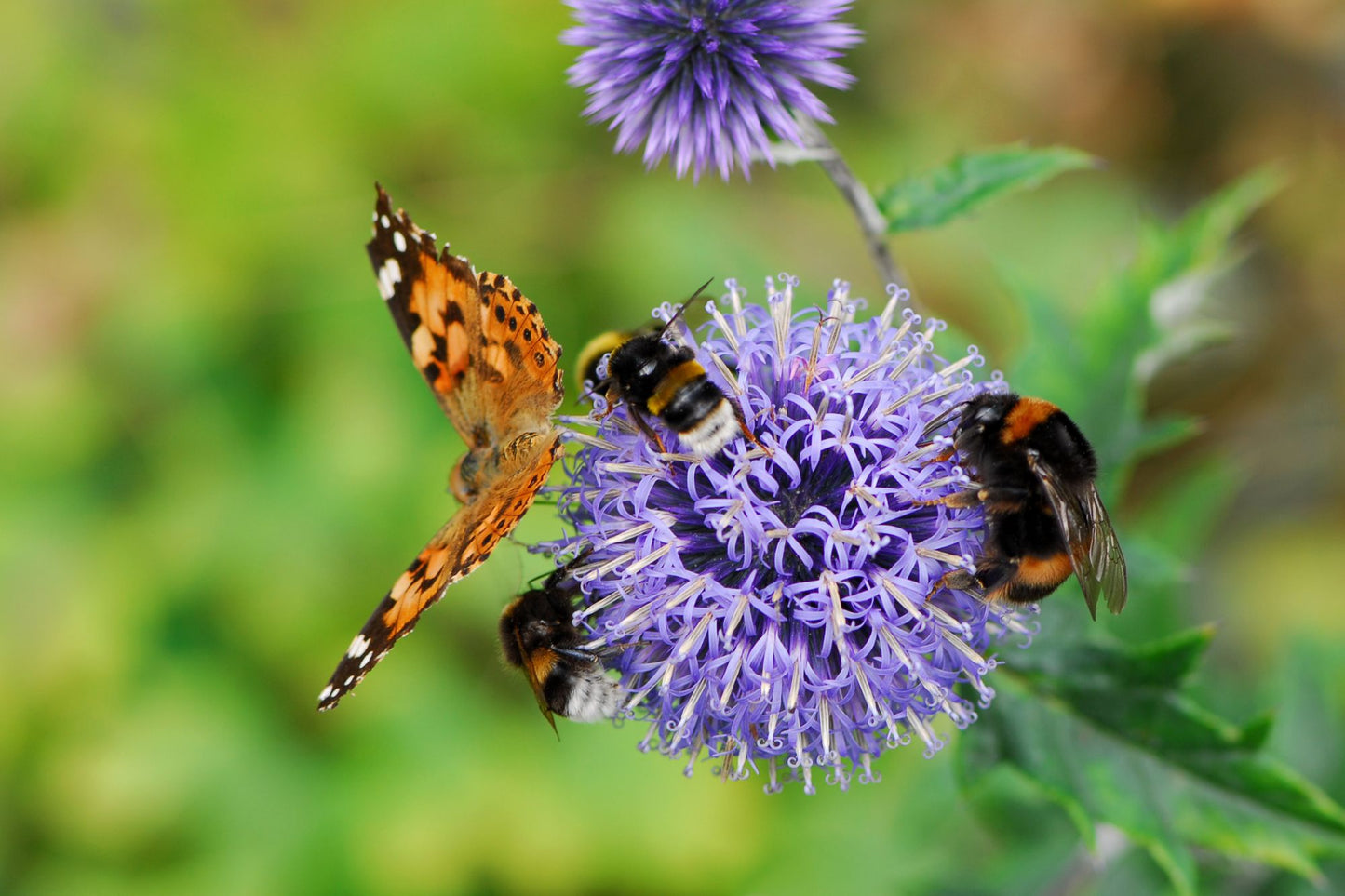 Flavonoids: Nature's Secret to a Pollinator-Friendly Garden