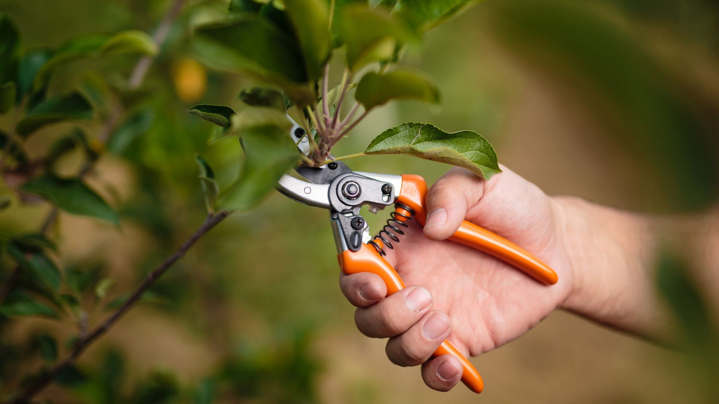 The Art of Pruning: Maintaining Your Garden in the Heart of Winter