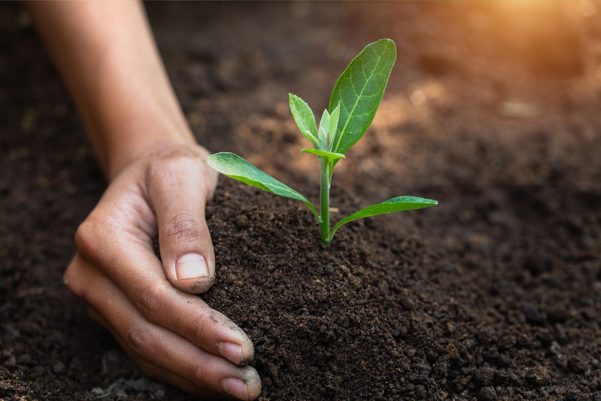 The Symbiotic Relationship Between Plants and Soil