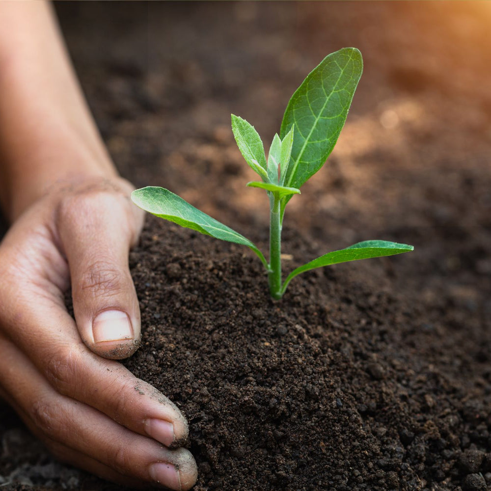 The Symbiotic Relationship Between Plants and Soil