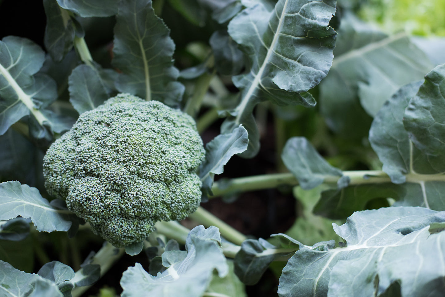 How to Grow Broccoli