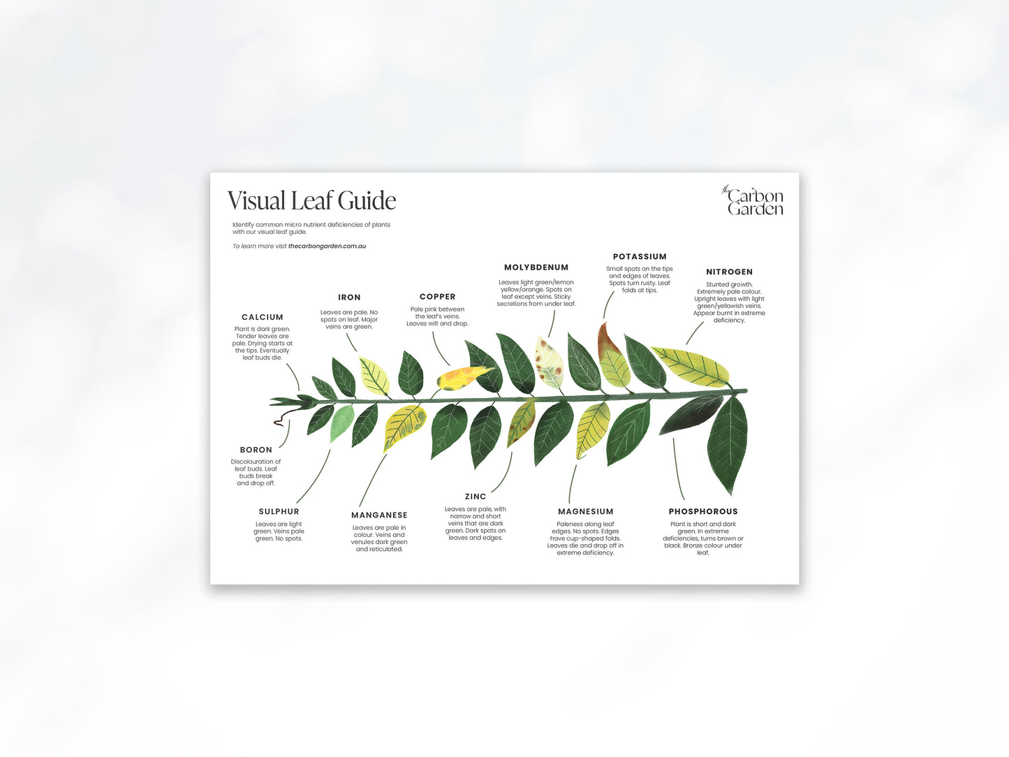 A3 Visual Leaf Guide (Nutrients)